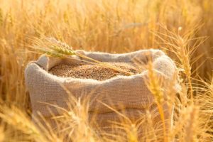 wheat varieties in india